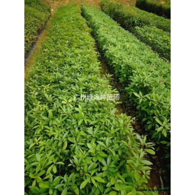 大量山杜英行情報(bào)價(jià)/大量山杜英圖片展示