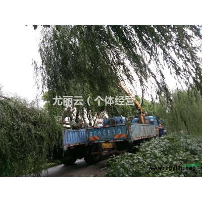 低價處理7米雪松 工地處理