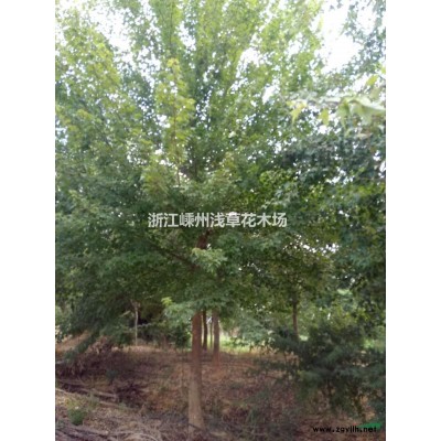 自產(chǎn)自銷美國紅火箭紫薇，嫁接美國紅火箭大紫薇
