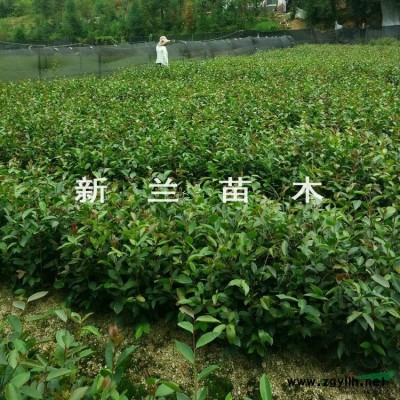 湖南油茶果*新報價/油茶果圖片