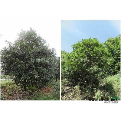 優惠供應櫻花樹