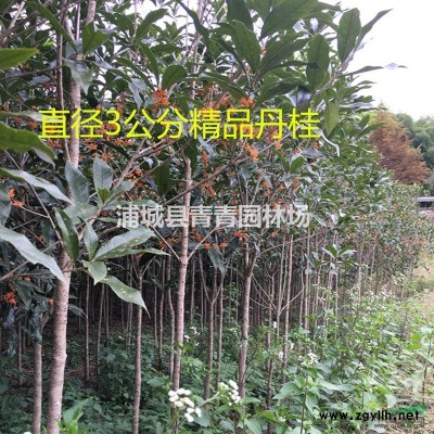 出售福建朱砂丹桂2-30公分