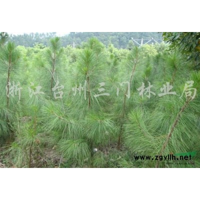 出售地徑2公分無患子小苗