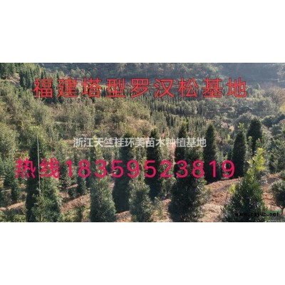 天竺桂扦插注意事項—天竺桂插穗不同下切口對生根存活率的