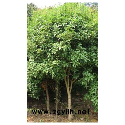 竹子報(bào)價(jià)：金鑲玉竹、闊葉箬竹、剛竹、紫竹、早園竹、毛竹、石竹