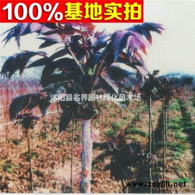 湘妃竹 湘妃竹苗 湘妃竹小苗