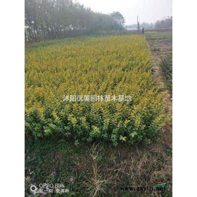 叢生珠珍梅