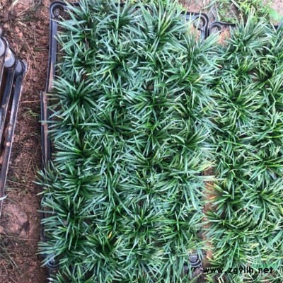 苗圃出售果石榴 花壇花鏡種植觀賞風景樹果園園林觀果苗木
