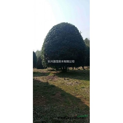 浙江湖州精品櫸樹規格*,櫸樹價格優惠