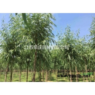 江蘇常年供應規格1公分~5公分早竹園