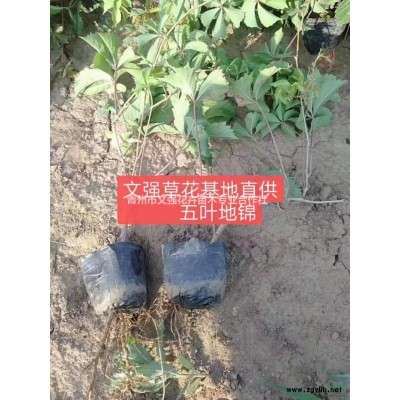 2019年紫花地丁山東新報價