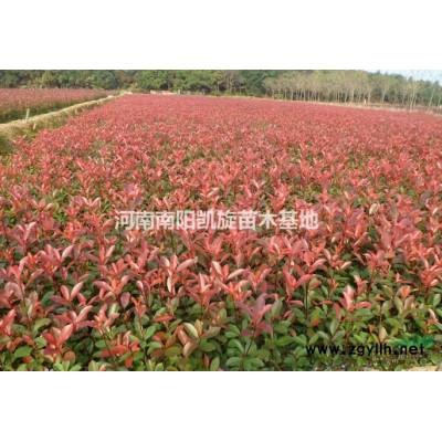 2-5公分紫薇大量供應,河南紫薇低價銷售