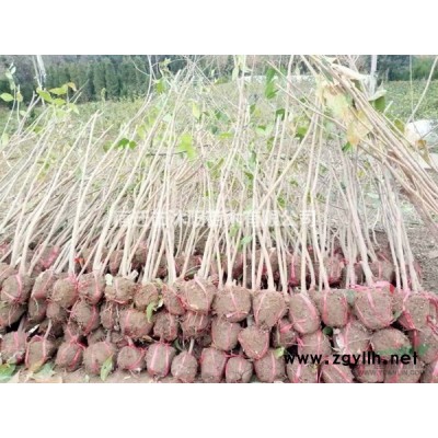 大量供應 青皮竹  青皮竹基地