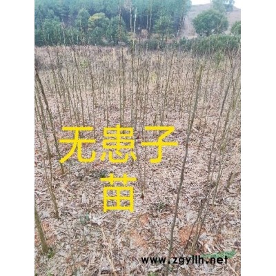 大量供應苗木: 香泡，楊梅，紅花木蓮，紅果冬青，樂昌含笑，
