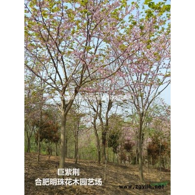 安徽供應紅花檵木球規格*