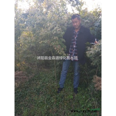 雷竹產地 雷竹圖片 雷竹價格
