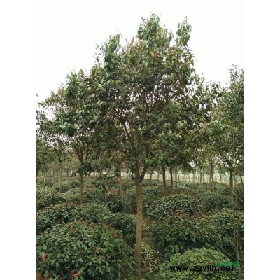 常州溧陽(yáng)苗木基地直銷(xiāo)【南天竹】