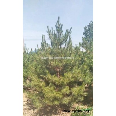 連翹苗一株多少錢？一畝地栽植多少株？