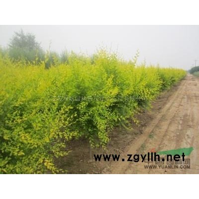 優(yōu)質(zhì)特價紅豆杉5-8公分產(chǎn)地直銷