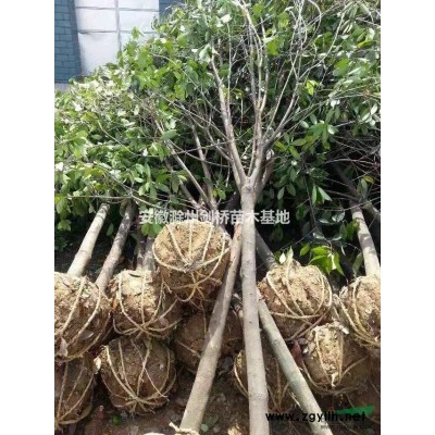 長期供應(yīng)1-3米蜀檜，樹形好，價格優(yōu)！