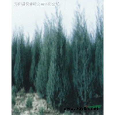 五角楓·元寶楓·絲綿木·糖槭等小苗大量批發