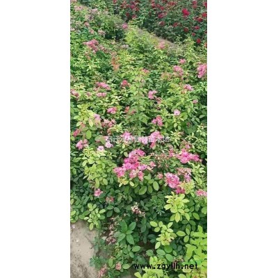 供應 1~20公分陽光櫻 河津櫻  關山櫻 普賢像櫻 中國紅櫻花  牡丹櫻