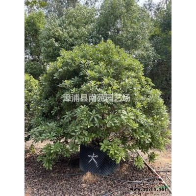 福建地區(qū)供應黃金碧玉竹（碧玉間黃金竹）
