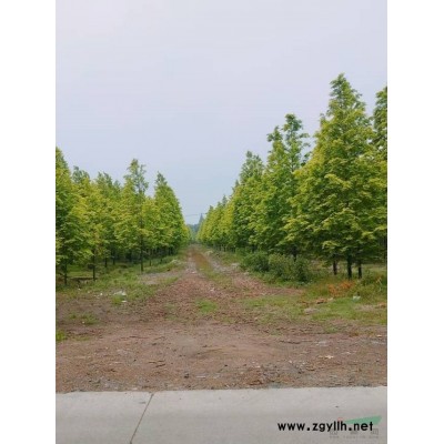 紫竹1－2公分，哪里有紫竹批發，九江紫竹農戶自產自銷價格優惠