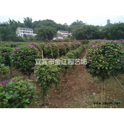 四川批發(fā)三角梅藍(lán)花楹i