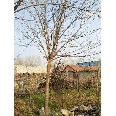 剛竹無紡布袋苗、基地供應、質優價廉