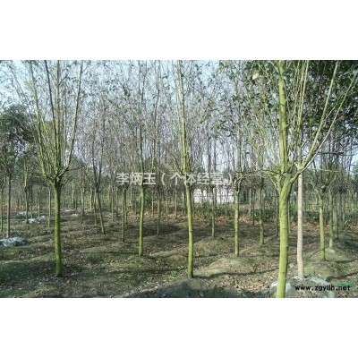 16杯紅葉石楠1元一株、50高紅葉石楠什么價(jià)格、成都低價(jià)處理紅葉石楠