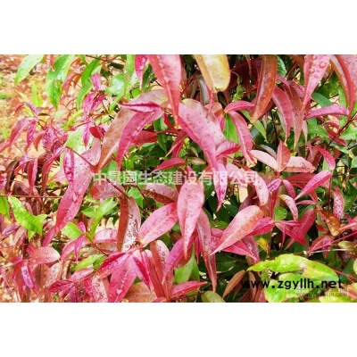 江西紅葉石楠球冠幅150cm-300cm
