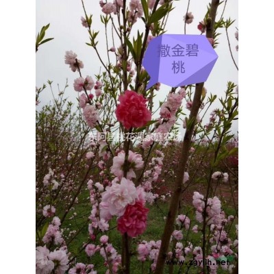 鴛鴦碧桃