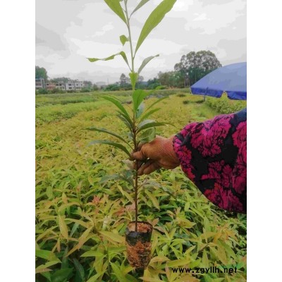 陰香天竺桂