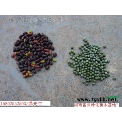 粉單竹，紅繼木，丹桂，杜鵑，小葉女貞等公園，別墅,小區用苗