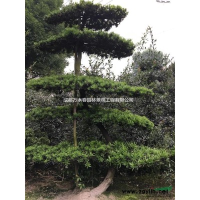 大量供應1.5以上天竺桂籠子
