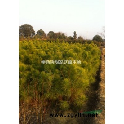 木荷小苗哪很多、江西2公分木荷、3公分木荷價格、一米高木荷