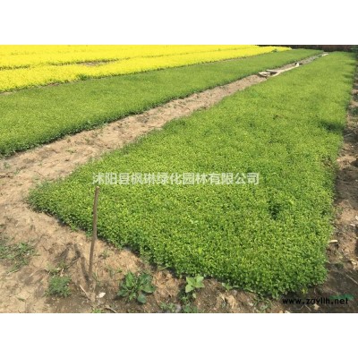 流蘇 江蘇流蘇價格行情報價/流蘇 江蘇流蘇價格圖片展示