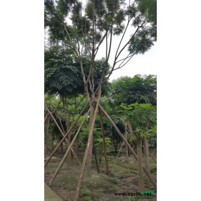四川紅花繼木小苗2哪里好/哪家便宜