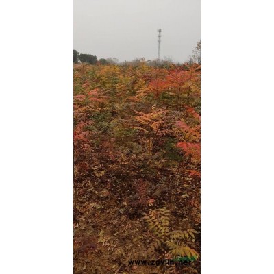 精品馬尾松價格 江西九江*選