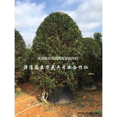 森華花卉專業批發全冠四季紅三角梅