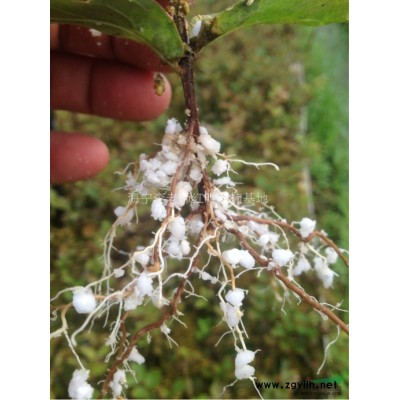 浙江美國紅火箭紫薇新報(bào)價(jià)/美國紅火箭紫薇圖片