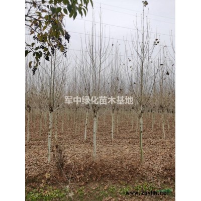 火棘工程用苗！火棘價(jià)格、火棘行情、火棘圖片