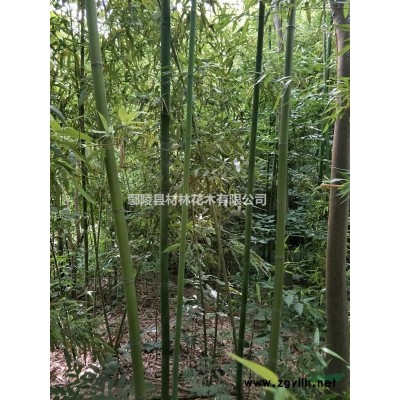 竹子，河南竹子花木基地，竹子價(jià)格，竹子基地，竹子批發(fā)