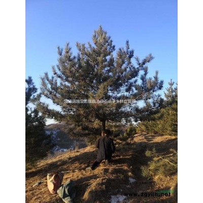 占地樹  占地松樹  占地松樹容器苗 河北占地樹大量出售