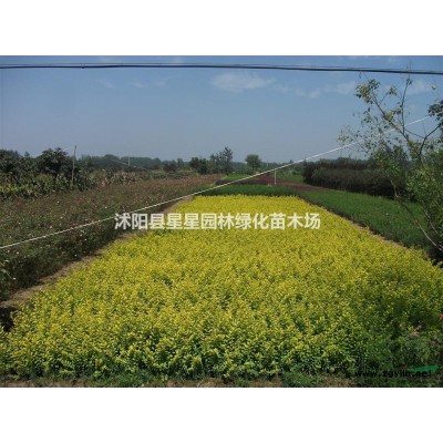 江蘇大量供應青竹 早園竹金鑲玉竹 紫竹 淡竹 觀音竹羅漢竹