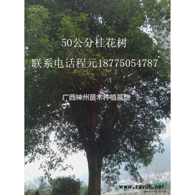 廣西銀杏15-20公分20-30公分25-35公分低價供應