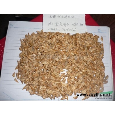 供應(yīng)琵琶小苗