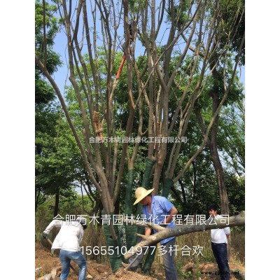 樸樹15-50供應質優價廉