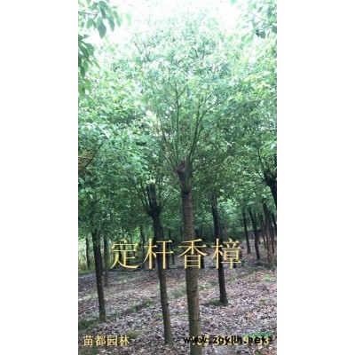 大量供應香泡 橘子 桔子 梨樹 桃樹琵琶等各種果樹